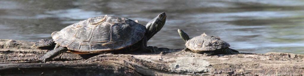 Two turtles on a log in a wetland. Photo by Hayden Wilson