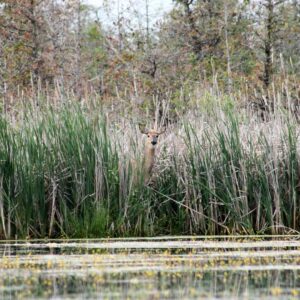 Deer standing in cattails.