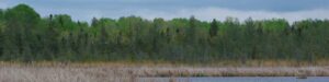 Emily Creek Wetland wetlands and shoreline