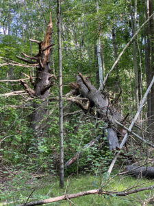 Wind-damaged pine at Jeffrey-Cowan Forest Preserve