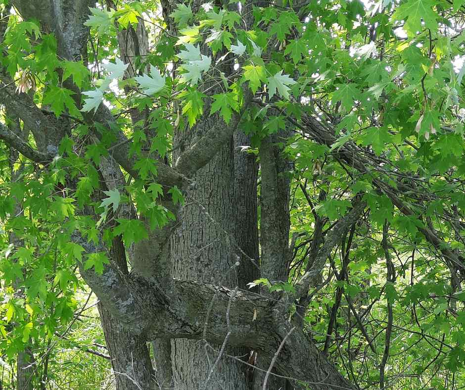 Maple at Kidd Farm