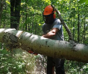 Volunteer removing downed tree from trail with chainsaw.