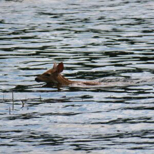 Fawn swimming toward shore