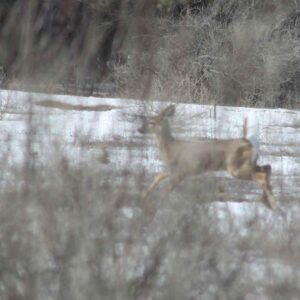 Deer running during winter at Cation Wildlife Preserve