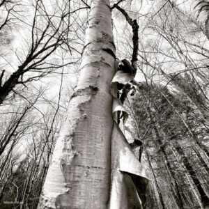 Black and white photo of a birch tree in the woods