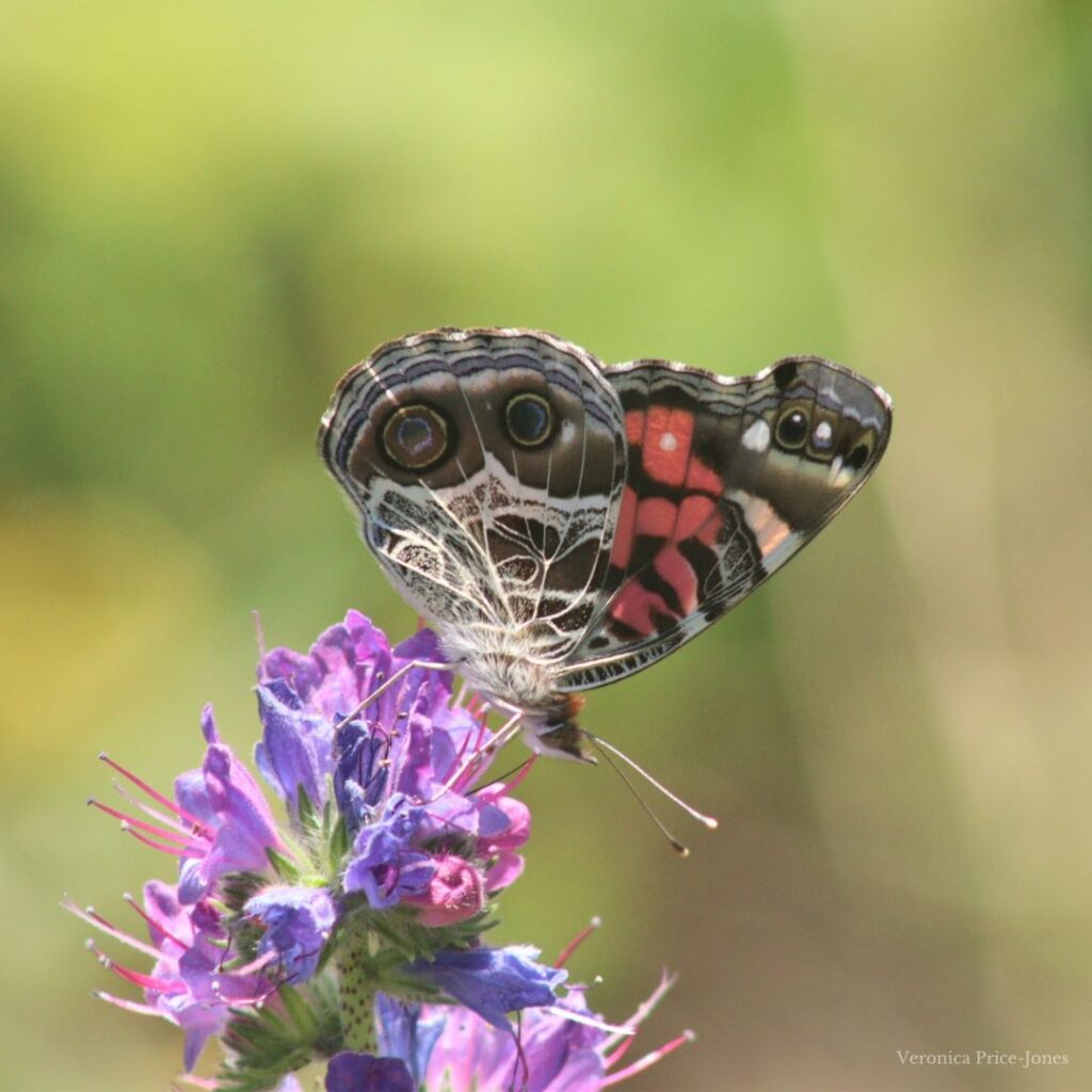 American Lady butterfly on Big (Boyd/Chiminis) Island  by Veronica Price-Jones
