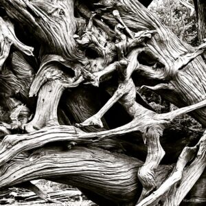 Driftwood by Martha Hunt in black and white.