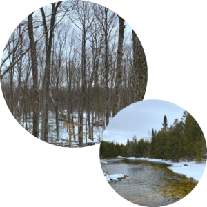 Two images of Forbes Lane Property - deep forest habitat in winter. Forest along a river in winter.