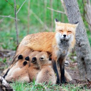 Fox and kits by Kathryn Frank