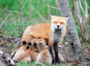 Fox feeding at least five kits