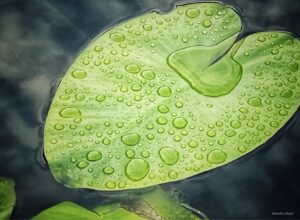 Lily pad with droplets by Martha Hunt