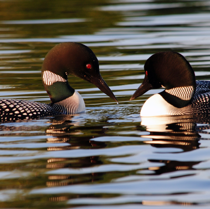 Two loons on Stoney Lake