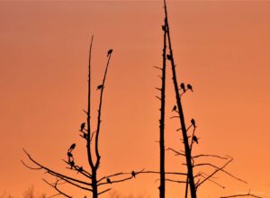 Flock of red-winged blackbirds on dead conifer trees in silhouette at a orange-hued dawn sky. Veronica Price-Jones