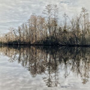 Reflection of trees in water by Martha Hunt
