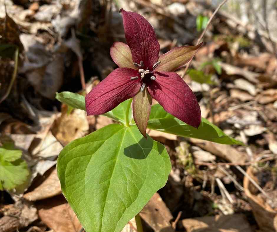 Red Trillium