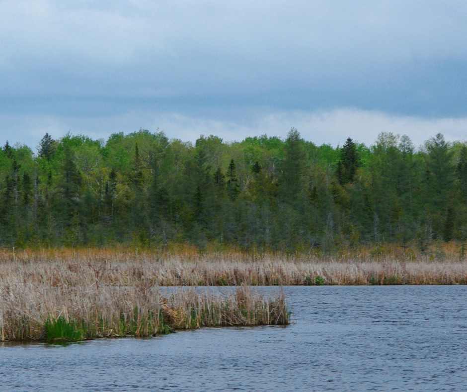 Cattails, open water, and forest at Kawartha Land Trust's Emily Creek Wetland
