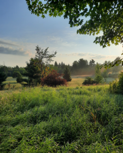 Dawn view of meadow at Kawartha Land Trust's Dance Nature Sanctuary near Young's Point