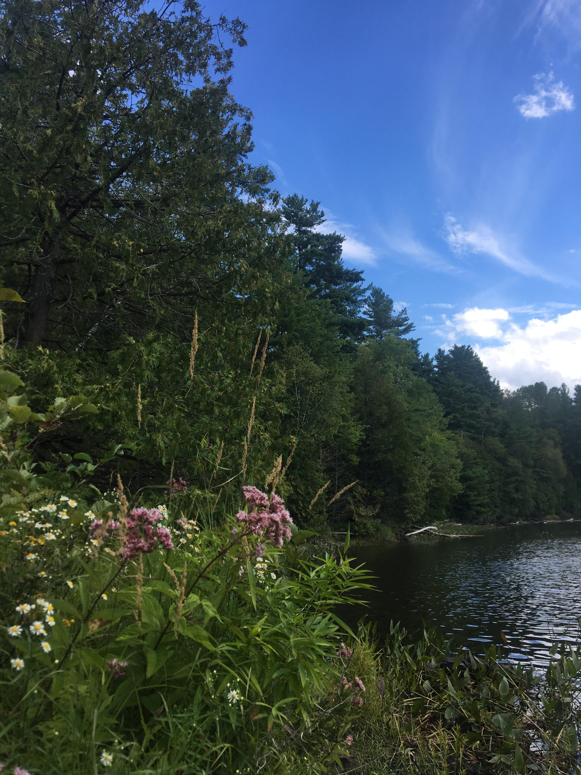 Two more of Ontario's threatened wetlands are under the protection of  Kawartha Land Trust