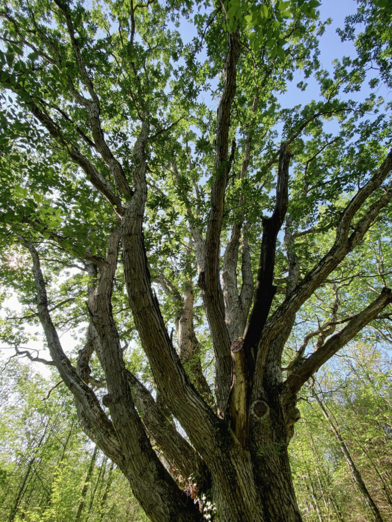 Large oak tree known as the Viking Oak on Kawartha Land Trust's Stony Lake Trails in North Kawartha