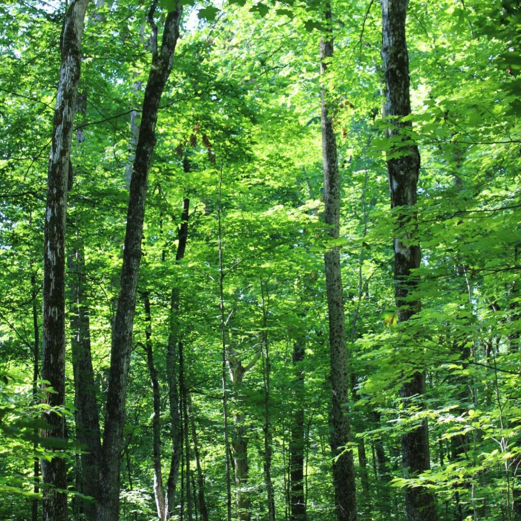 Mature woodlot - conserved land at Kawartha Land Trust's Pipers' Woods in Kawarthas