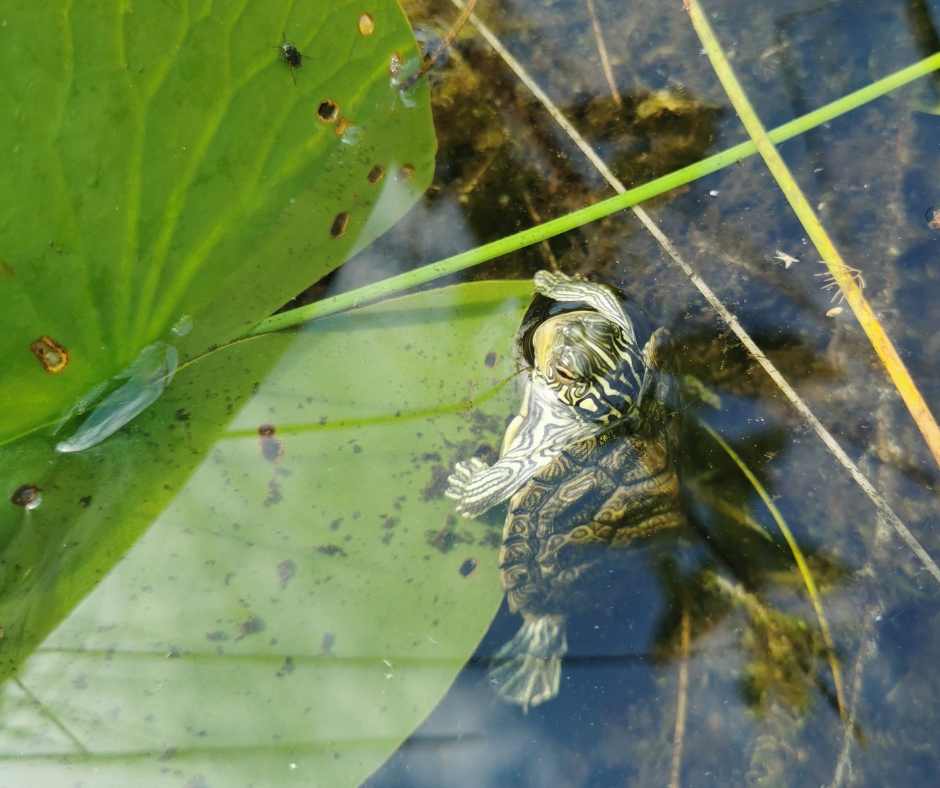 Map turtle hatchling at a KLT-protected wetland