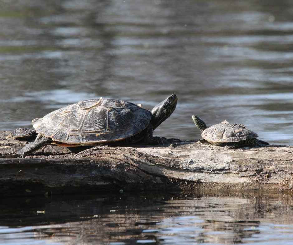 Two Map Turtles photo by Hayden Wilson
