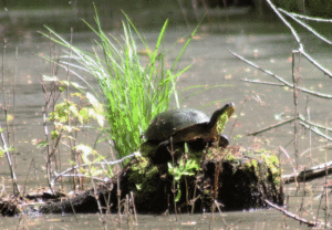 Blanding's Turtle in a marsh in the Kawarthas. Veronica Price-Jones