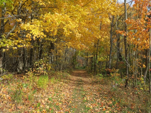 Trail in fall at Kawartha Land Trust's Ingleton-Wells Property in North Kawartha