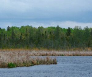Cattails and forest at Kawartha Land Trust's Emily Creek Wetland conserved property