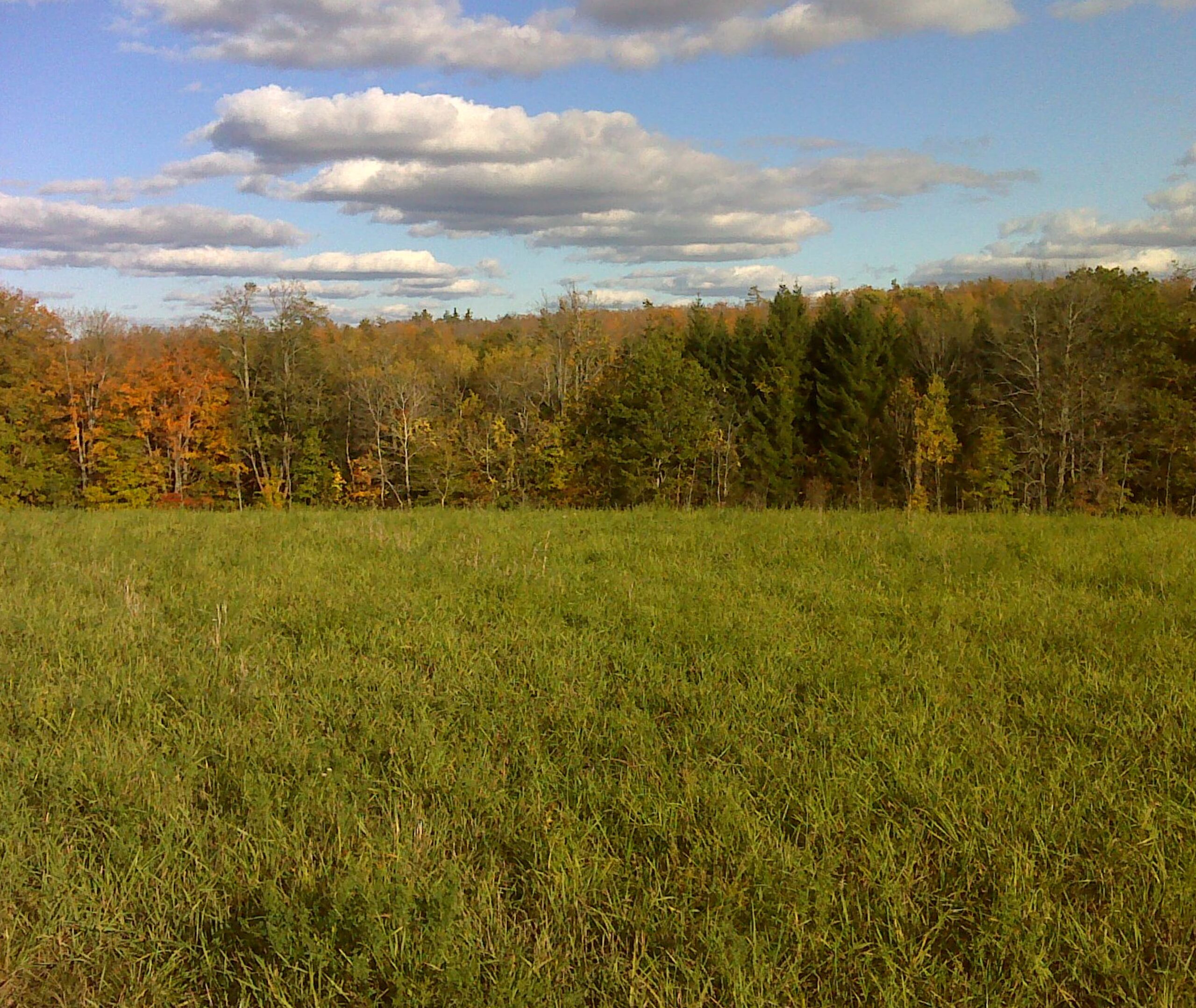 Meadow at John Earle Chase Memorial Park in Trent Lakes