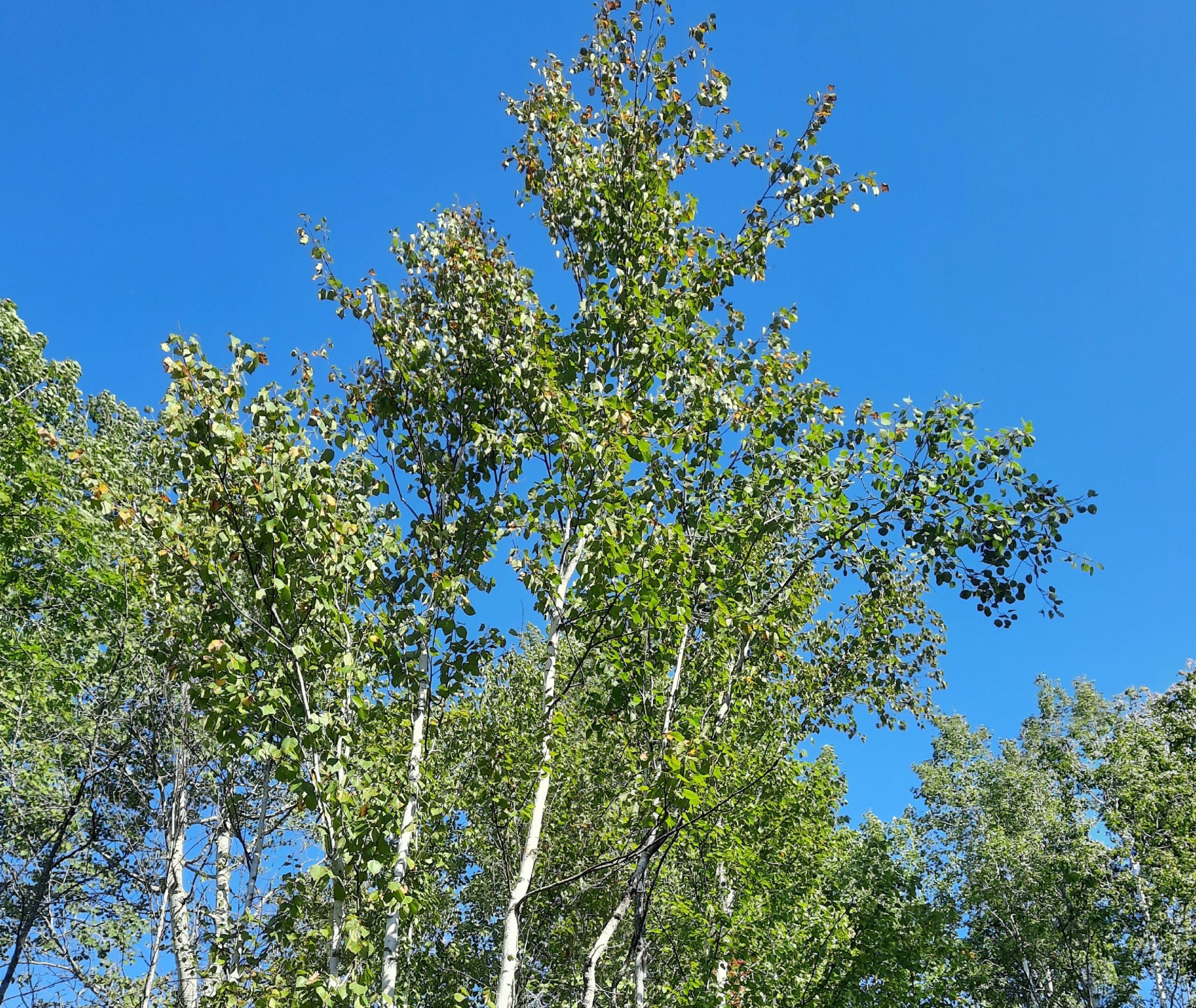 Birch Trees at Kawartha Land Trust's Killarney Bay Road Property in Kawartha Lakes