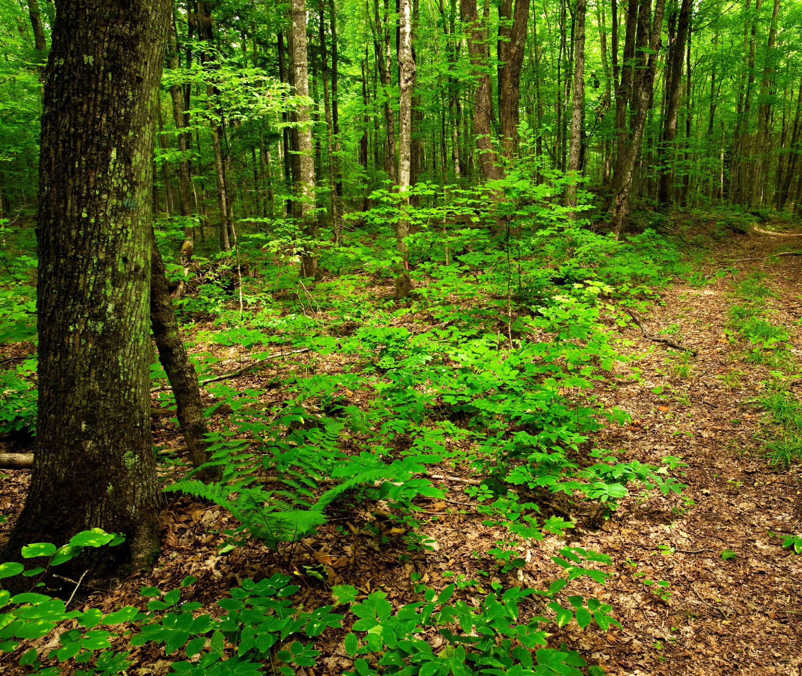 The forest at Kawartha Land Trust's Vincent Woods in Summer