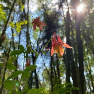 Red Columbine native wildflowers at Kawartha Land Trust's Forbes Lane Property