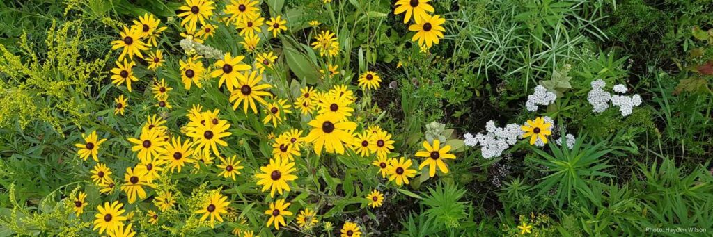 Overhead shot of a section of KLT's rapid reforestation plot at Dance Nature Sanctuary.