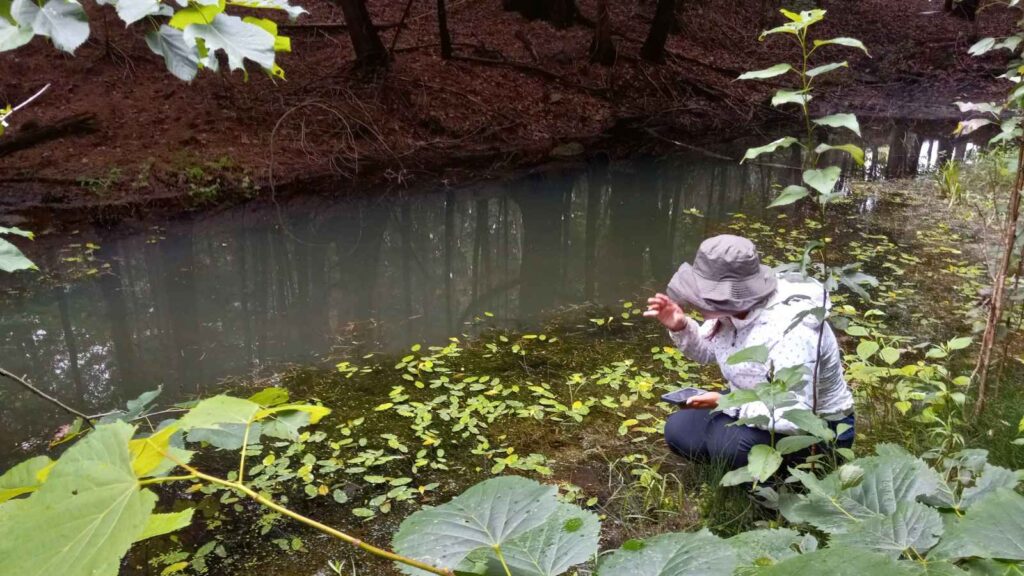 Kawartha Land Trust Field team member looking at a plant