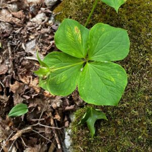 Four-leaf Trillium. Photo Megan Greenwood