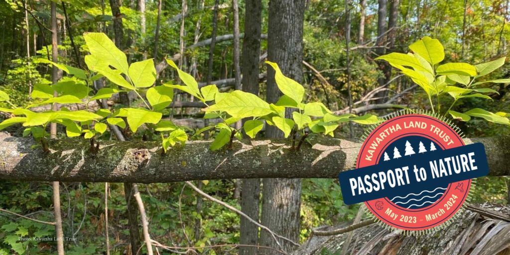 Leaves on a branch. Passport to Nature logo.