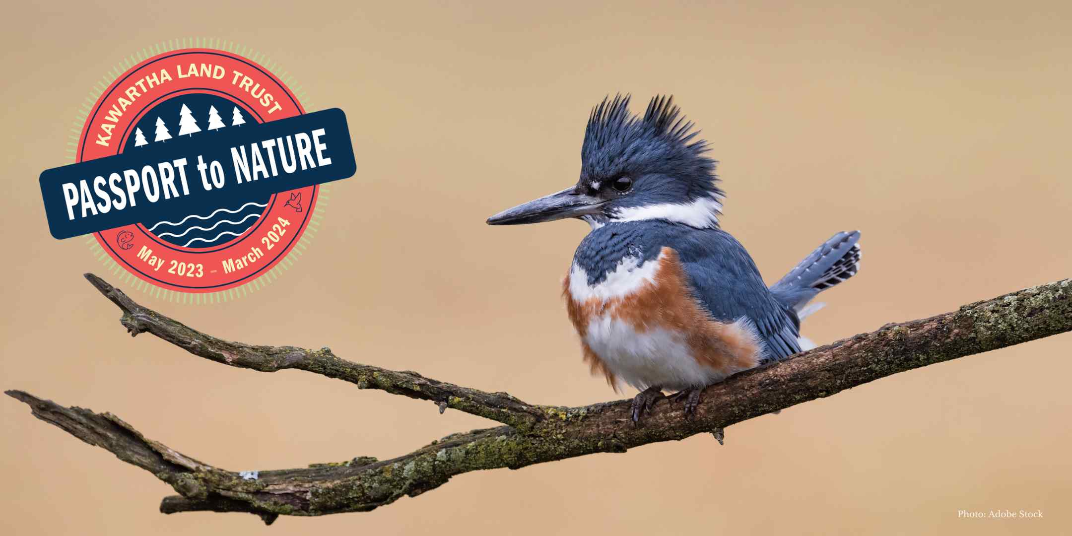 Belted Kingfisher on a branch. Passport to Nature logo.