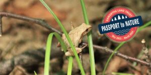 Spring Peeper on a stick. Passport to Nature logo.