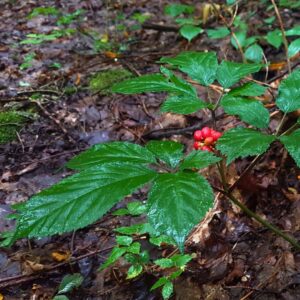 American Ginseng. (Photo: Hayden Wilson)