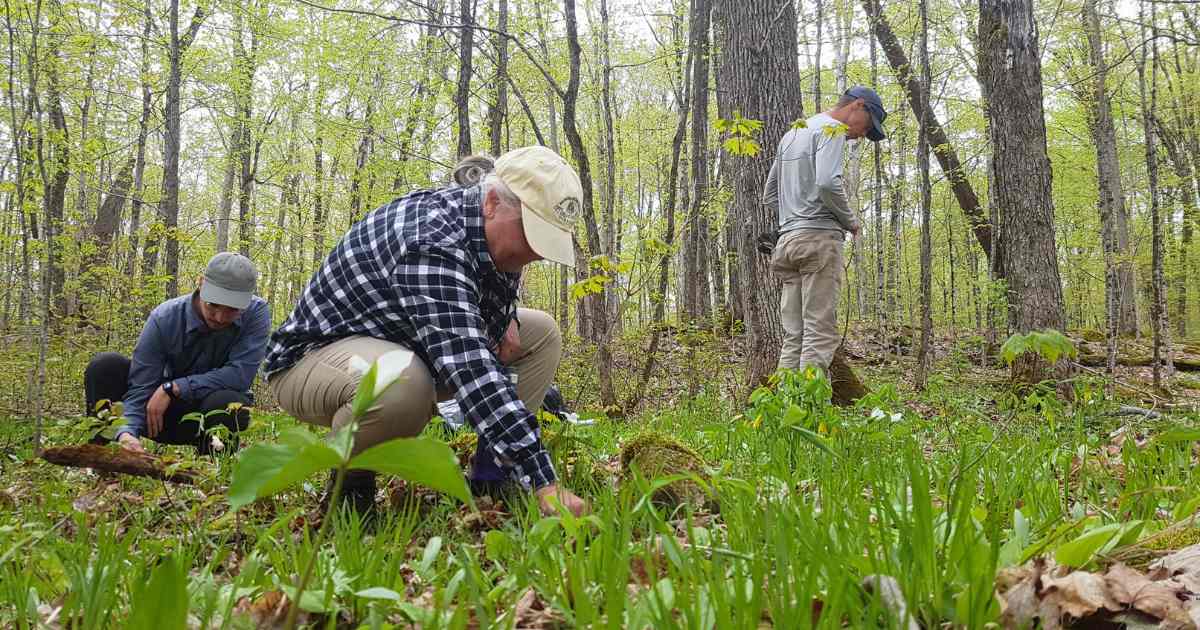 Volunteers pulling invasive Garlic Mustard from a KLT protected property