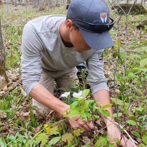 Volunteer pulling invasive Garlic Mustard from a KLT-protected property. (Photo: Hayden Wilson)