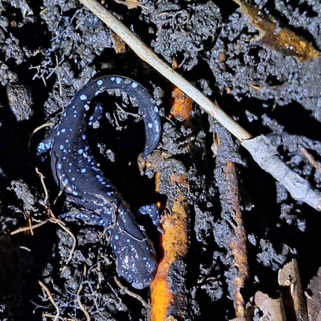 Blue-spotted Salamander in Kawarthas. Jordan McDonald