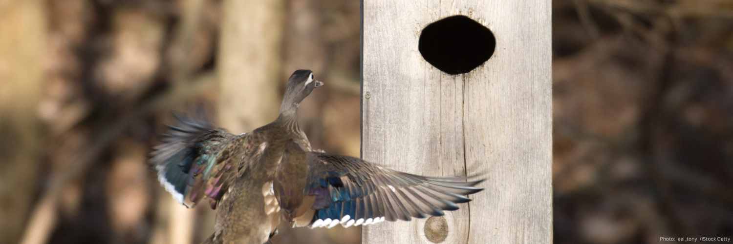 Female Wood Duck flying toward a Wood Duck nesting box