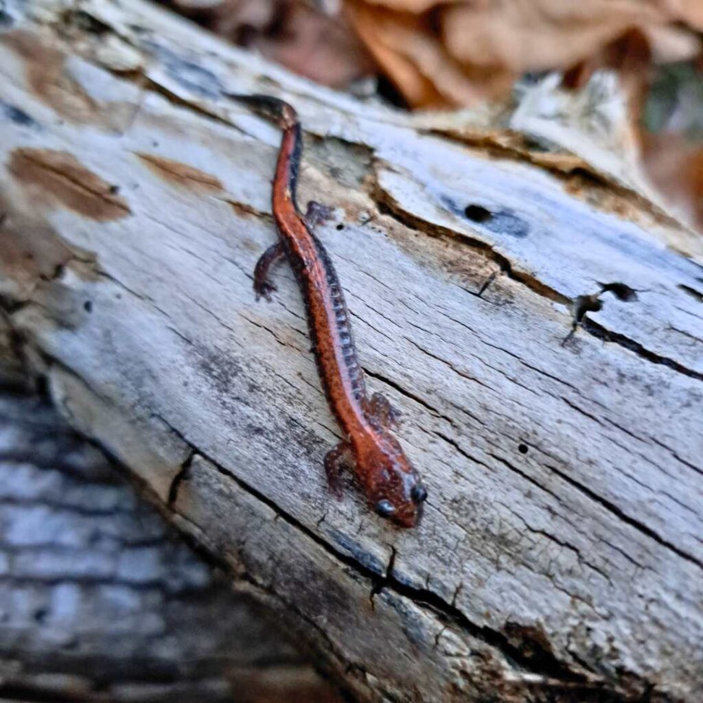 Red backed salamander in Kawarthas. Jordan McDonald