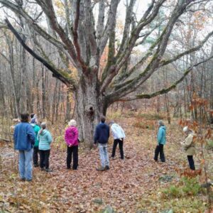 Viking Oak on Kawartha Land Trust's Stony Lake Trails Blue Trail