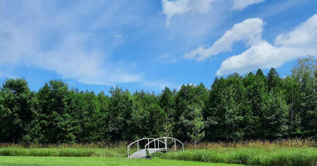 A small bridge leading to a forest
