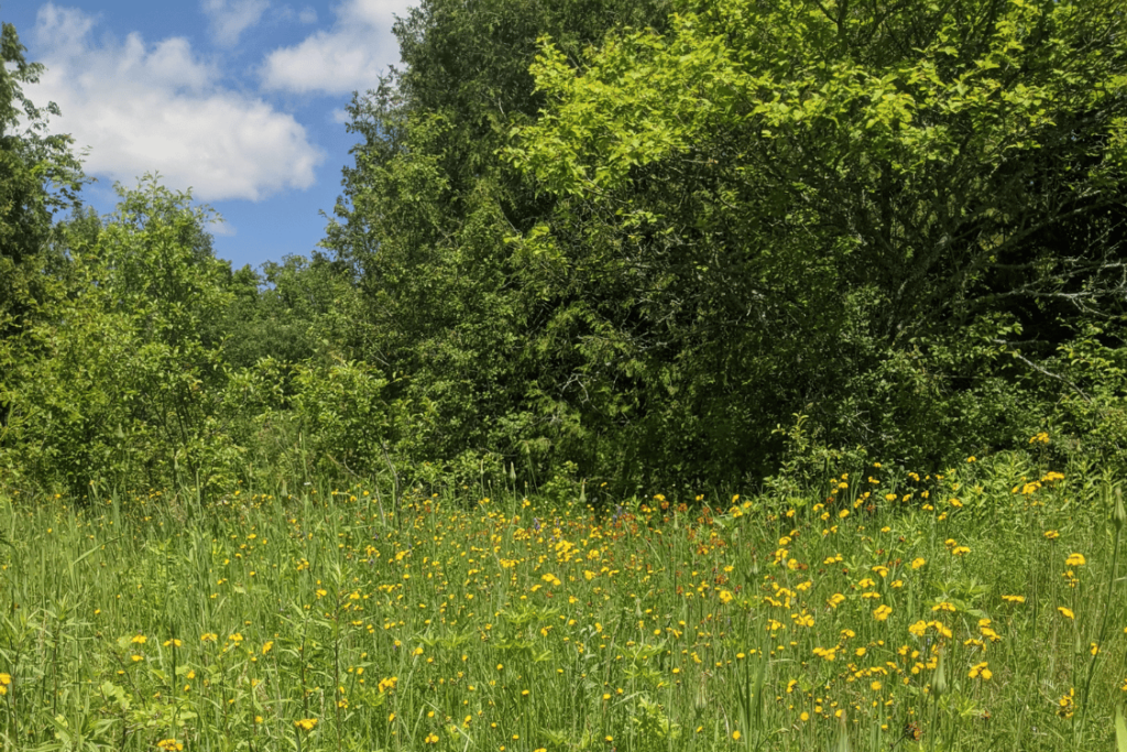 Forest and meadow at Roscarrock CEA