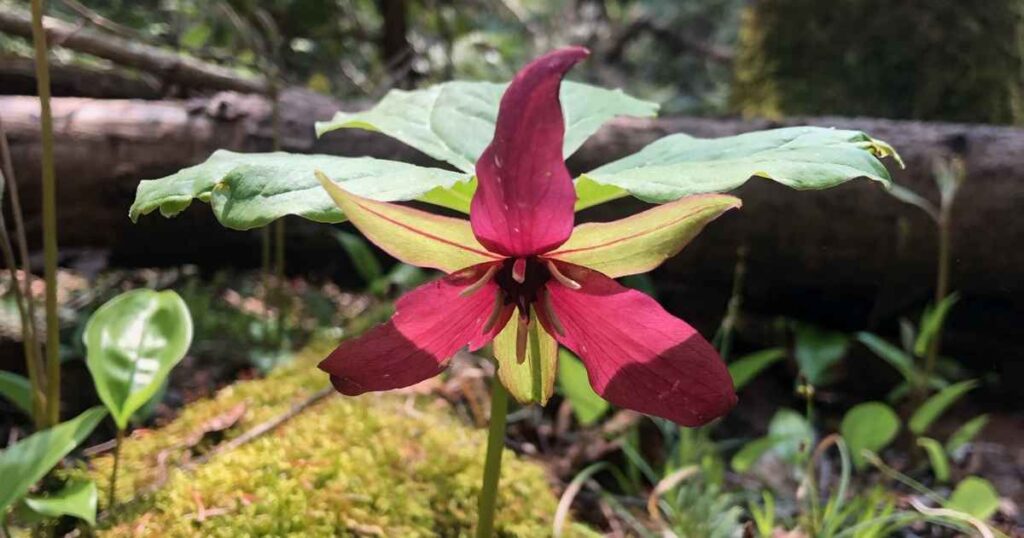 Red Trillium at Roussel-Steffler Memorial Sanctuary in Douro-Dummer Township, Kawarthas