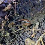 Red-backed salamander in the Kawarthas